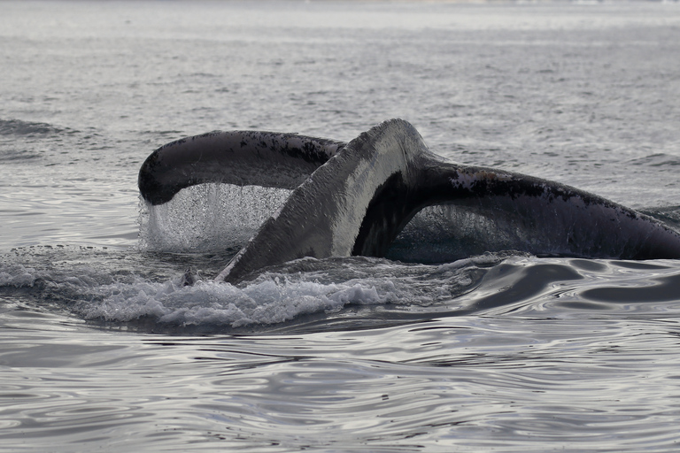 Mirissa : observation des baleines le matin