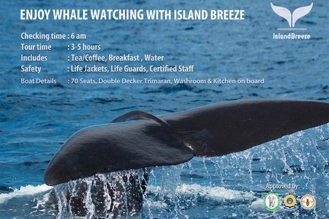 Mirissa: Morning Whale Watching Tour