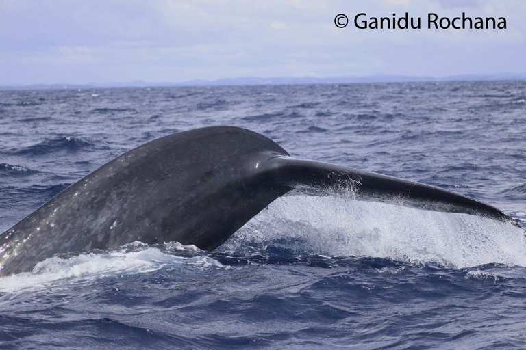 Mirissa : observation des baleines le matin