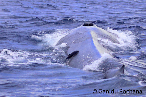 Mirissa : observation des baleines le matin