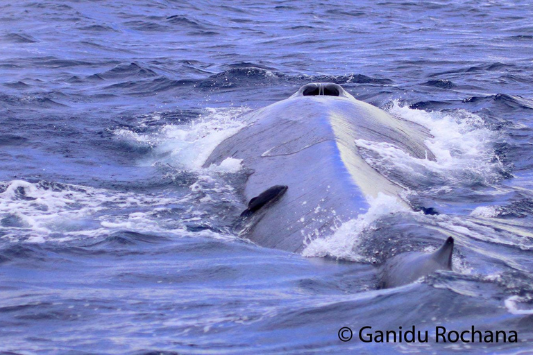 Mirissa : observation des baleines le matin