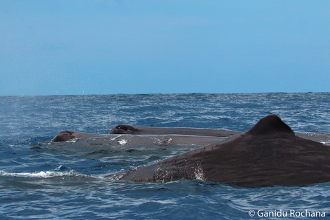 Mirissa : observation des baleines le matin