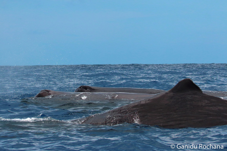 Mirissa: Morning Whale Watching Tour