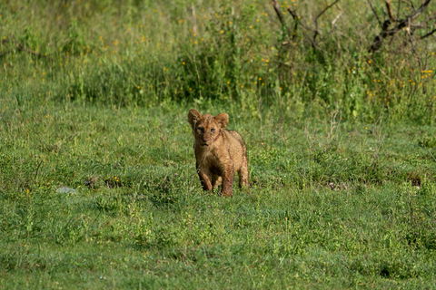 Escursione di un giorno nel cratere di Ngorongoro