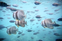 Eden Island, Tour semi-submarina en St. Anne Marine Park - Housity