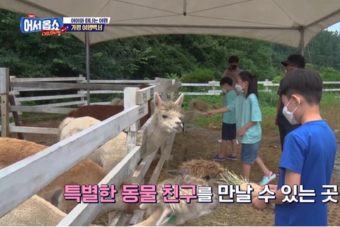 Gyeonggi: Alpaca & Sheep Ranch Admission Ticket in Gapyeong