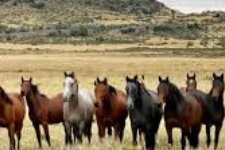 Sunset Horseback Ride in Villa Llanquin, Bariloche
