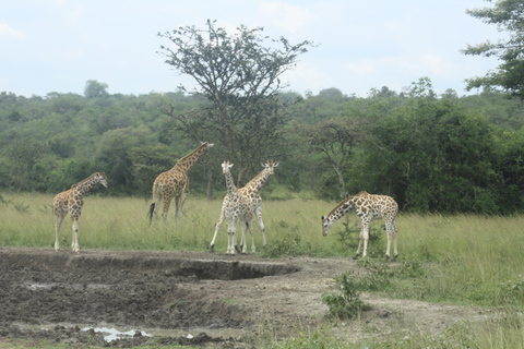 Safari de 2 días al Parque Nacional del Lago Mburo desde Entebbe/Kampala.