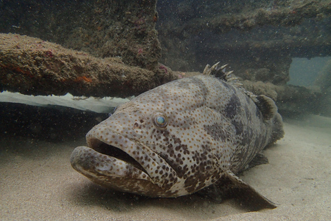 SSI Fun Dive auf Grande Island