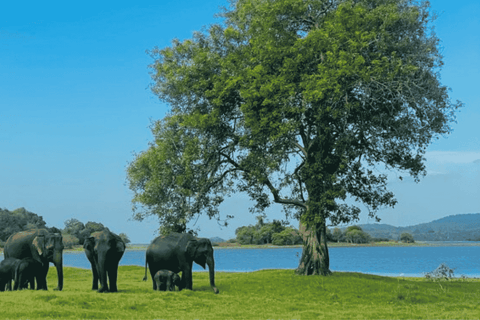 From Sigiriya: Kaudulla National Park Elephant Jeep Safari Kaudulla National Park Elephant Jeep Safari without Tickets