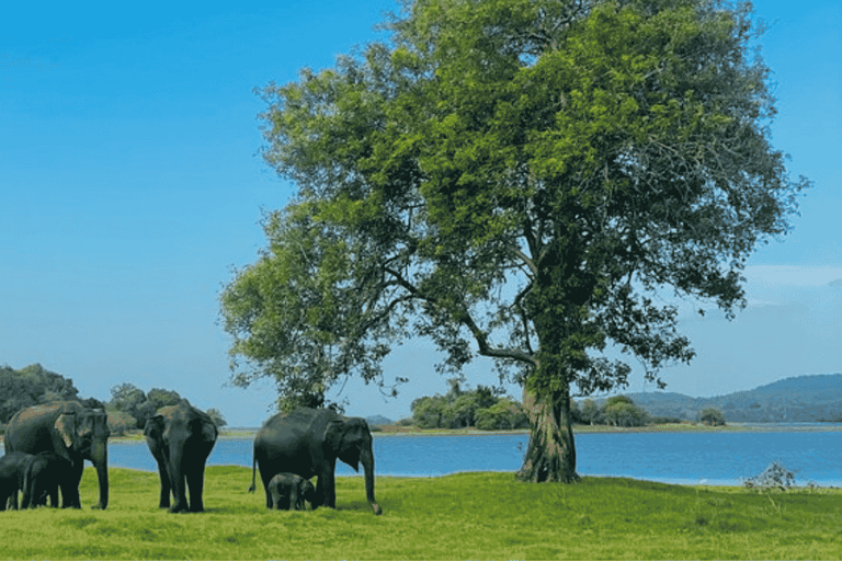 From Sigiriya: Kaudulla National Park Elephant Jeep Safari Kaudulla National Park Elephant Jeep Safari without Tickets