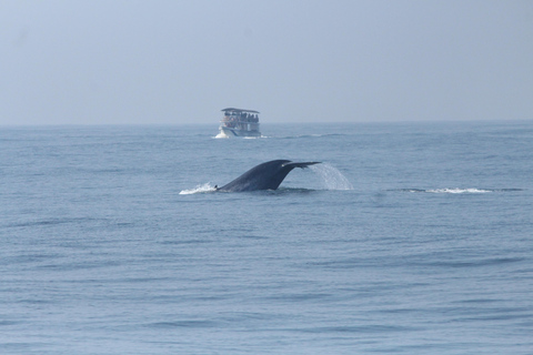 Observation de baleines et de dauphins – Tour privé en bateau à moteur