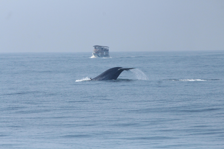 Observation de baleines et de dauphins – Tour privé en bateau à moteur