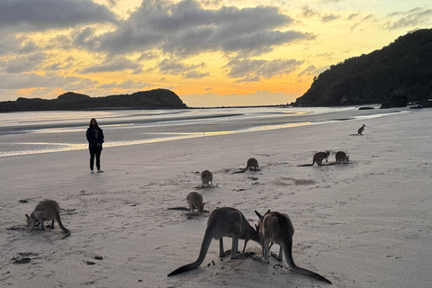 Airlie Beach: Eco Sunrise Kangaroos & Drovers Breakfast Tour