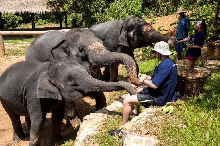 Khao Lak: Experiencia ética en un santuario de elefantesKhao Lak: Experiencia de cuidado de elefantes