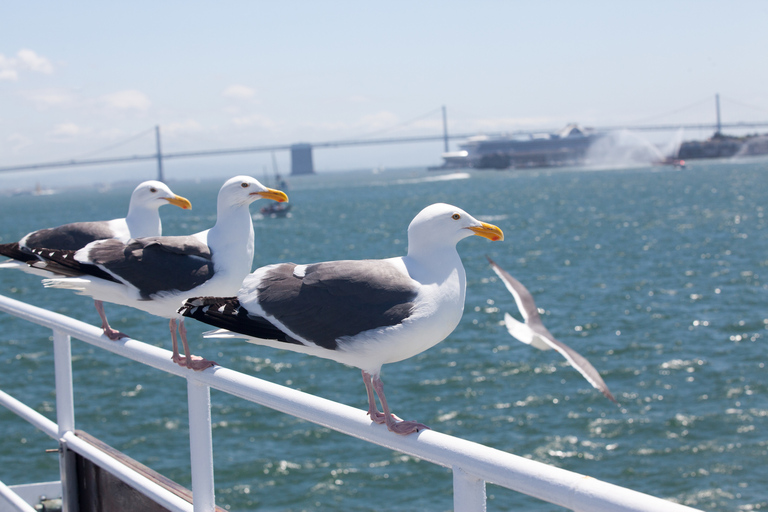 San Francisco: luxe brunch- of dinercruise in de baaiRondvaart met brunch