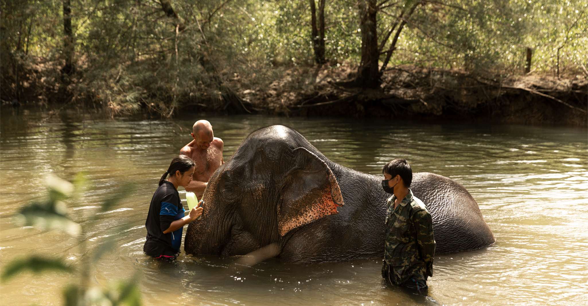 Khao Lak, Elephant Safari with Lunch - Housity