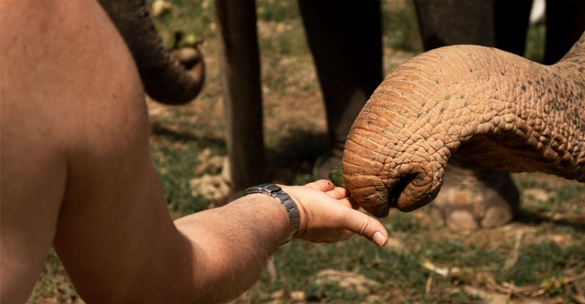 Khao Lak, Elephant Safari with Lunch - Housity