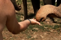 Khao Lak, Elephant Safari con pranzo - Hizvo