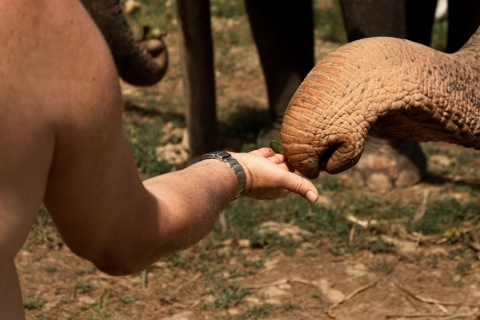Khao Lak : Safari d'éléphants avec déjeuner