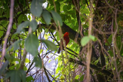 Birdwatching in Pance