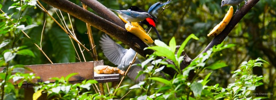 Cali : Observation des oiseaux à la Cumbre