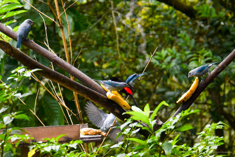 Cali : Observation des oiseaux à DapaObservation des oiseaux - Dapa