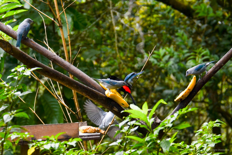 Cali: Observación de aves en DapaObservación de aves - Dapa