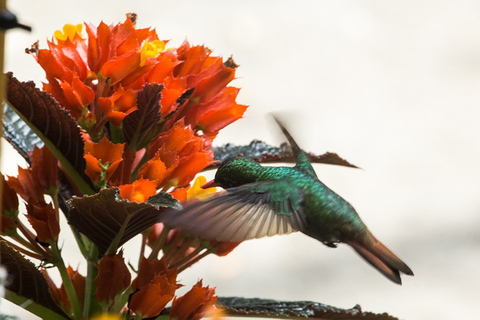 Cali: Observación de aves en DapaObservación de aves - Dapa