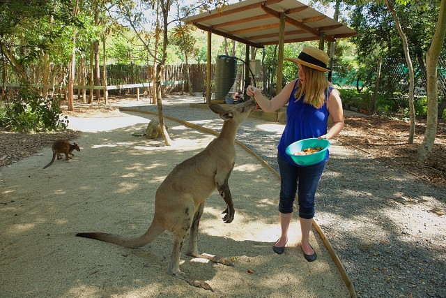Visit Hartley's Crocodile Aventures Zootastic 5 Entry Ticket in Cairns, Queensland, Australia