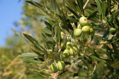 Cres: Olivenöl-Rundgang mit Verkostungen