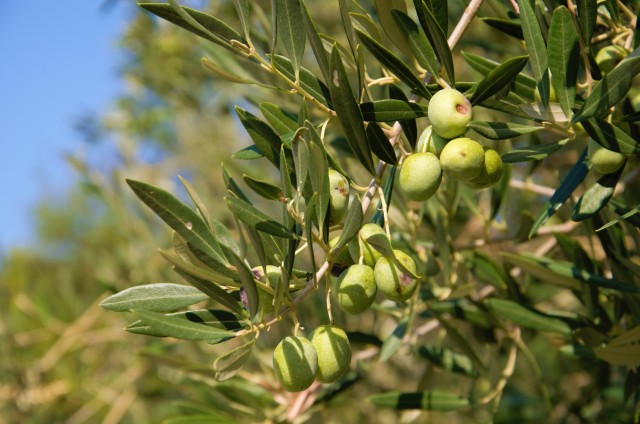 Visit Cres Olive Oil Walking Tour with Tastings in Cres