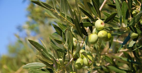 Cres: Olivenöl-Rundgang mit Verkostung