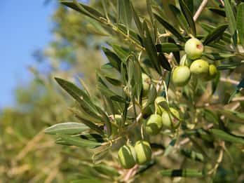 Cres: Olive Oil Walking Tour with Tastings