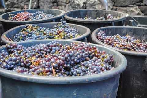 Madalena: Hike from Santana to Lajido and Pico Wine Tasting