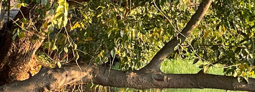 Mauritius, Tamarin : Excursion et dégustion au coeur de la nature sauvage