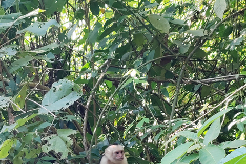 Manuel Antonio National Park: Wildlife-Watching Guided Hike