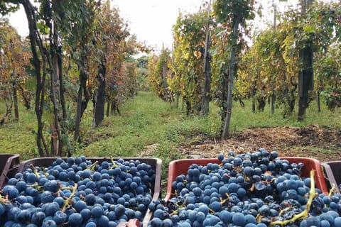 Sorrento: esperienza in fattoria familiare con pranzo