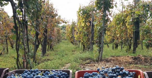 Sorrento: Family Farm Experience with Lunch