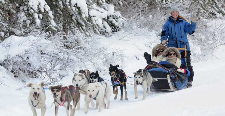 Canmore Unleash the Musher 2 Hour Dog Sled Tour GetYourGuide