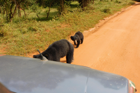 Safariturer i Yala nationalpark: morgon/kväll/heldagMorgontur på 7 timmar med frukost