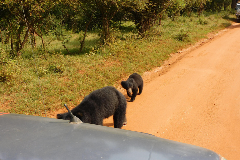 Safariturer i Yala nationalpark: morgon/kväll/heldagMorgontur på 7 timmar med frukost