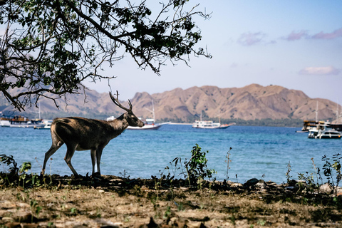 Viagem de 1 dia a Komodo com lancha privada