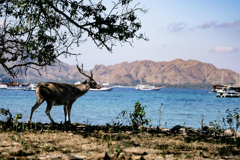 Tagestour Komodo mit privatem Schnellboot