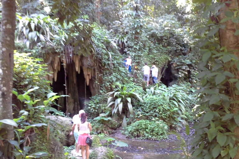 Rio de Janeiro : visite guidée de la forêt de Tijuca et du jardin botanique