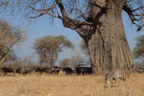 阿鲁沙：3日国家公园导游Safari游