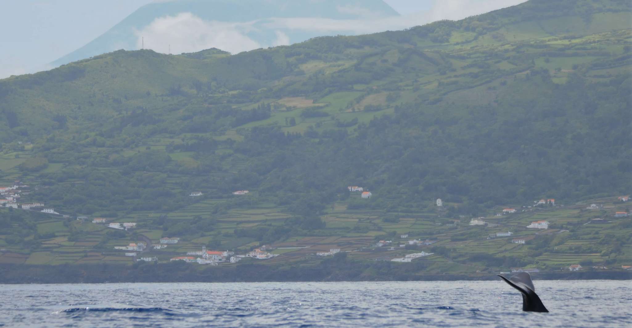 Île Pico, tournée en bateau à regarder des baleines avec guides biologistes - Housity