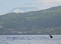 Île Pico, tournée en bateau à regarder des baleines avec guides biologistes - Housity
