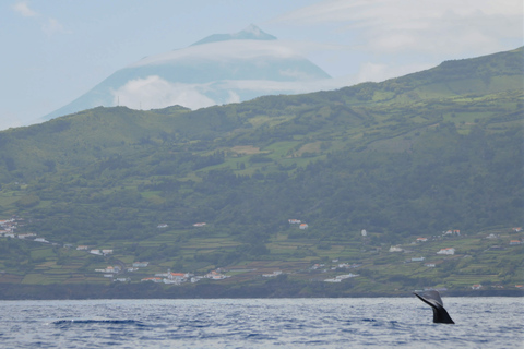 Pico Island: Whale Watching Experience from LajesPico Island: Whale Watching Boat Tour with Biologist Guides