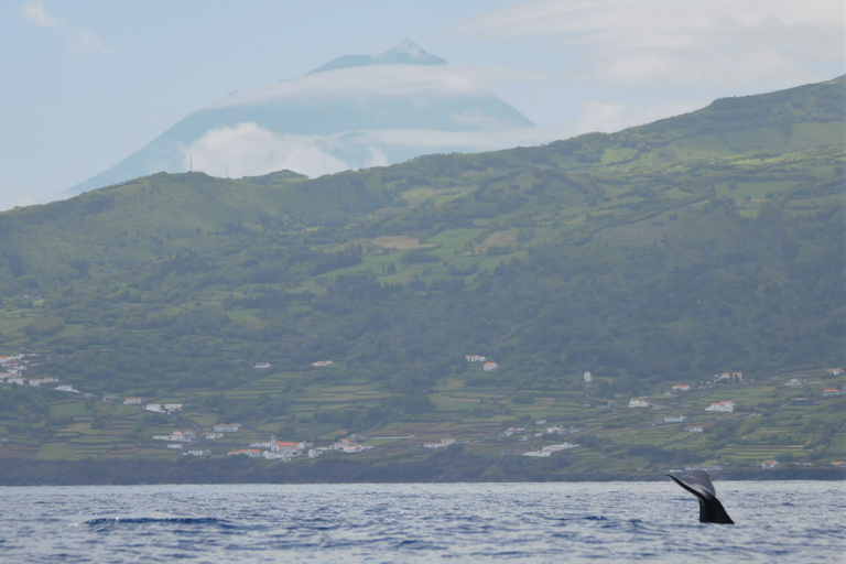 Ilha do Pico: Experiência de observação de baleias a partir das LajesIlha do Pico: Passeio de Barco para Observação de Baleias com Guias Biólogos